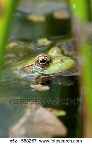 A Green Frog floating in the water of a small pond View Large Photo Image Stock Photo - A Green Frog floating in the water of a small pond. Fotosearch
