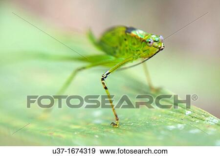 A green katydid View Large Photo Image Stock Photo - A green katydid. Fotosearch