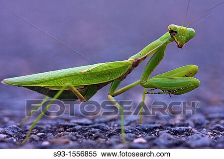 A green praying mantis with some kind of disease View Large Photo Image Stock Photography - A green praying mantis with some kind of disease. Fotosearch