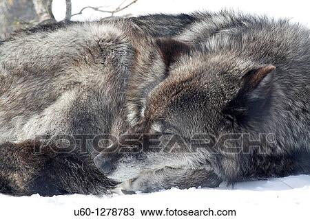 A grey wolf relaxes on the winter snow at Yellowstone National Park, Wyoming View Large Photo Image Stock Image - A grey wolf relaxes on the winter snow at Yellowstone National Park, Wyoming. Fotosearch