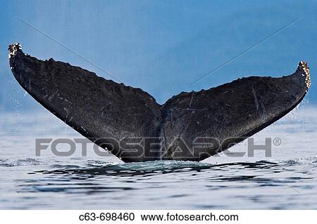 Stock Image - A group of adult humpback whales Megaptera novaeangliae co-operatively? bubble-net? feeding along the west side of Chatham Strait in Southeast Alaska, USA Pacific Ocean. Fotosearch