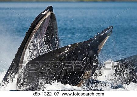 Stock Photo - A group of adult humpback whales Megaptera novaeangliae co-operatively? bubble-net? feeding along the west side of Chatham Strait in Southeast Alaska, USA Pacific Ocean. Fotosearch