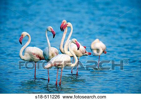 A group of greater Flamingos (Phoenicopterus ruber). Lake Bogoria. Kenya. View Large Photo Image Stock Photograph - A group of greater Flamingos (Phoenicopterus ruber). Lake Bogoria. Kenya.. Fotosearch