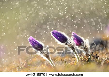 A group of Pulsatilla (Pulsatilla vulgaris) blooms in the grassland on a rainy evening in early spring, Bavaria, Germany. View Large Photo Image Stock Image - A group of Pulsatilla (Pulsatilla vulgaris) blooms in the grassland on a rainy evening in early spring, Bavaria, Germany.. Fotosearch
