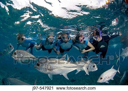 A group of women hold hands while they watch school of jacks swim past, Ambergris Caye, Belize, Caribbean Sea. View Large Photo Image Stock Image - A group of women hold hands while they watch school of jacks swim past, Ambergris Caye, Belize, Caribbean Sea.. Fotosearch