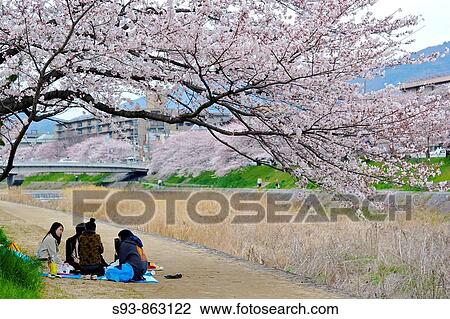 A group of young Japanese having a hanami, a cherry blossom viewing party on the path near the Takano river in Kyoto city. View Large Photo Image Stock Image - A group of young Japanese having a hanami, a cherry blossom viewing party on the path near the Takano river in Kyoto city.. Fotosearch