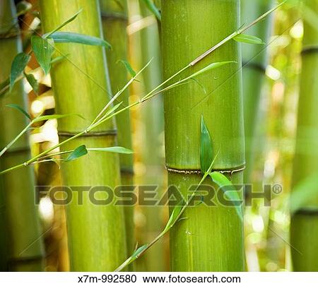 A grove of giant, green bamboo timbers with leaves View Large Photo Image Stock Image - A grove of giant, green bamboo timbers with leaves. Fotosearch