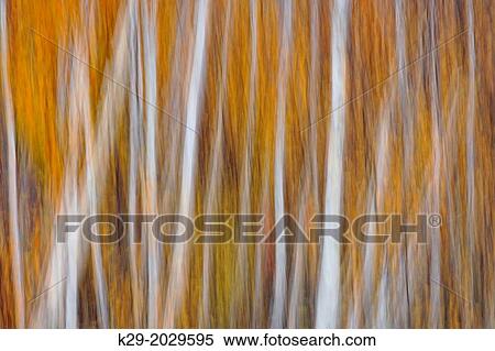 Stock Photography - A grove of silver birch in late autumn, Greater Sudbury (Lively), Ontario, Canada. Fotosearch
