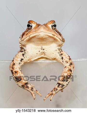 A grumpy toad View Large Photo Image Stock Photo - A grumpy toad. Fotosearch