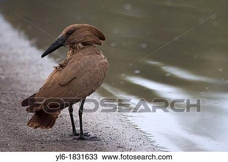 A Hammerkop pauses on the shore of a lake in Ethiopia View Large Photo Image Stock Image - A Hammerkop pauses on the shore of a lake in Ethiopia. Fotosearch