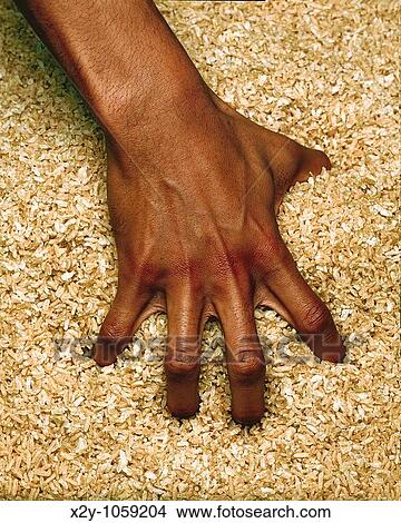 A hand reaches into a barrel of rice This is an exercise used to build strength in the rehabilitation of hand injury patients View Large Photo Image Picture - A hand reaches into a barrel of rice This is an exercise used to build strength in the rehabilitation of hand injury patients. Fotosearch
