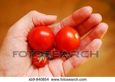 A handful of organic Cherry tomatoes View Large Photo Image Picture - A handful of organic Cherry tomatoes. Fotosearch