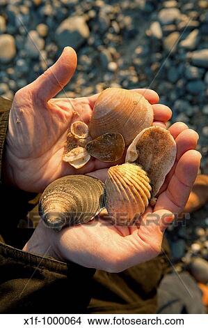 A handful of various assorted sea shells collected of the beach at Tywyn Gwynedd north wales UK View Large Photo Image Picture - A handful of various assorted sea shells collected of the beach at Tywyn Gwynedd north wales UK. Fotosearch