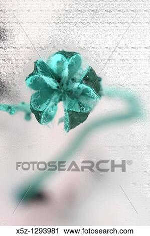 A Hardy Hibiscus seed pod with effects View Large Photo Image Stock Image - A Hardy Hibiscus seed pod with effects. Fotosearch