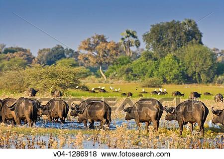 A herd of african buffalos (Syncerus caffer) crossing through water in the Okavango Delta, Botswana. View Large Photo Image Stock Photo - A herd of african buffalos (Syncerus caffer) crossing through water in the Okavango Delta, Botswana.. Fotosearch