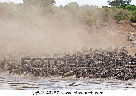 Stock Photo - A herd of Blue or Common Wildebeest (Connochaetes taurinus), during migration, wildebeest crossing the Mara River with cloud of dust, Maasai Mara National Reserve, Rift Valley, Kenya, Africa.. Fotosearch