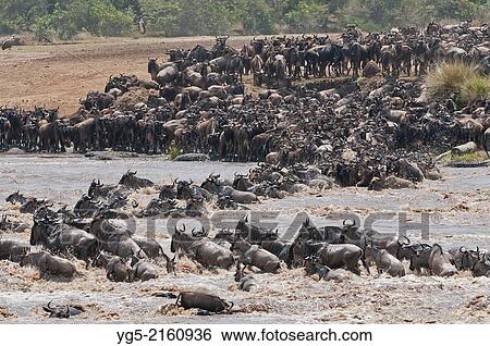 Stock Photograph - A herd of Blue Wildebeest (Connochaetes taurinus) rossing the Mara River during the Great Migration, Maasai Mara National Reserve, Rift Valley, Kenya, Africa.. Fotosearch