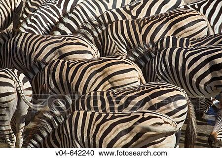 A herd of Burchell's zebras (Equus burchelli) in the dry river bed of the boteti river, Botswana View Large Photo Image Stock Image - A herd of Burchell's zebras (Equus burchelli) in the dry river bed of the boteti river, Botswana. Fotosearch