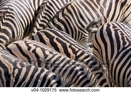 A herd of Burchell's zebras (Equus burchelli) in the dry river bed of the boteti river, Botswana View Large Photo Image Stock Photography - A herd of Burchell's zebras (Equus burchelli) in the dry river bed of the boteti river, Botswana. Fotosearch