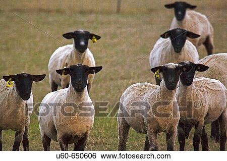 A herd of curious farm sheep in early evening on a farm in the San Joaquin Valley in Central California. The sheep were recently shorn for their wool. View Large Photo Image Stock Photograph - A herd of curious farm sheep in early evening on a farm in the San Joaquin Valley in Central California. The sheep were recently shorn for their wool.. Fotosearch
