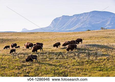 A herd of grazing buffalos in Alberta, Canada View Large Photo Image Stock Photograph - A herd of grazing buffalos in Alberta, Canada. Fotosearch