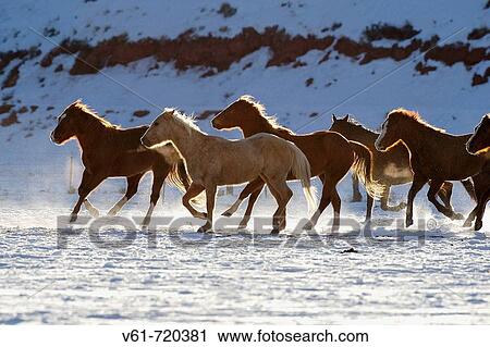Stock Image - A herd of horses galloping throug the snowy plains of Shell, Wyoming, Usa. Fotosearch