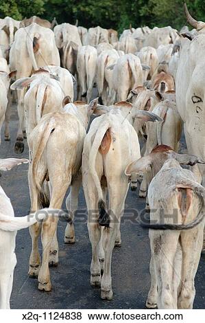 A herd of white buffalo in Sumba Indonesia View Large Photo Image Stock Photo - A herd of white buffalo in Sumba Indonesia. Fotosearch