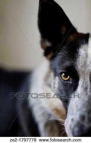 A herding dog looks squarely into the camera in this close-up portrait View Large Photo Image Stock Photo - A herding dog looks squarely into the camera in this close-up portrait. Fotosearch