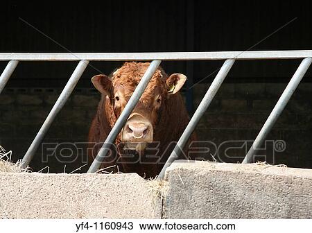 A Hereford Bull with a ring in it's nose in a pen View Large Photo Image Stock Image - A Hereford Bull with a ring in it's nose in a pen. Fotosearch
