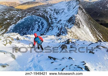Stock Image - A hiker descending Helvellyn towards Striding Edge and Red Tarn in the Lake District.. Fotosearch