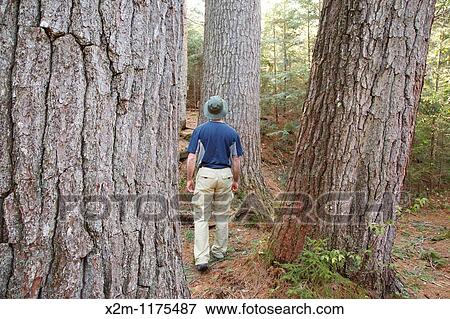 A hiker explores the enormous White Pines on the side of the Mad River in the White Mountains, New Hampshire USA View Large Photo Image Stock Photo - A hiker explores the enormous White Pines on the side of the Mad River in the White Mountains, New Hampshire USA. Fotosearch