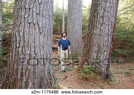 A hiker explores the enormous White Pines on the side of the Mad River in the White Mountains, New Hampshire USA View Large Photo Image Stock Photograph - A hiker explores the enormous White Pines on the side of the Mad River in the White Mountains, New Hampshire USA. Fotosearch