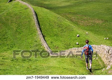 A hiker walking alongside Hadrians Wall near Crag Lough in Northumberland, England, UK. View Large Photo Image Stock Photo - A hiker walking alongside Hadrians Wall near Crag Lough in Northumberland, England, UK.. Fotosearch