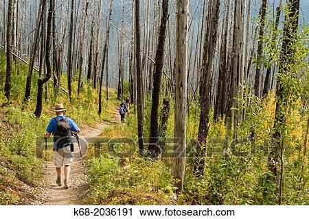 A hiker walks on The Highline Trail, Glacier National Park, Montana, USA. View Large Photo Image Stock Image - A hiker walks on The Highline Trail, Glacier National Park, Montana, USA.. Fotosearch