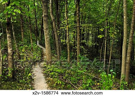 A hiking trail through lush, green mixed forest in central Minnesota View Large Photo Image Picture - A hiking trail through lush, green mixed forest in central Minnesota. Fotosearch