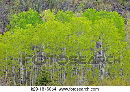 A hillside of aspen, birch and spruce with emerging spring leaves, Greater Sudbury Lively, Ontario, Canada View Large Photo Image Picture - A hillside of aspen, birch and spruce with emerging spring leaves, Greater Sudbury Lively, Ontario, Canada. Fotosearch