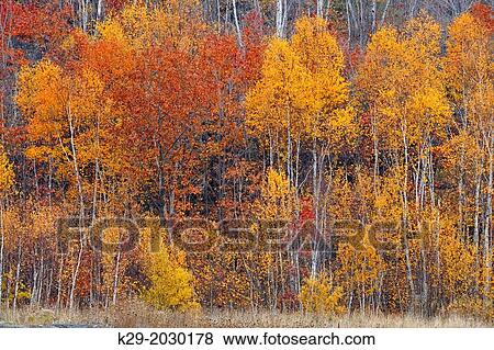 A hillside of birch and oak in late autumn, Greater Sudbury (Lively), Ontario, Canada View Large Photo Image Stock Photo - A hillside of birch and oak in late autumn, Greater Sudbury (Lively), Ontario, Canada. Fotosearch