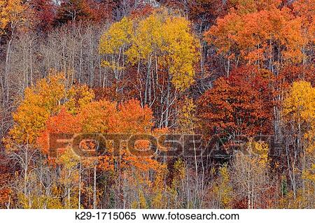 A hillside with Birch and aspen in late autumn, Greater Sudbury Whitefish, Ontario, Canada View Large Photo Image Stock Photography - A hillside with Birch and aspen in late autumn, Greater Sudbury Whitefish, Ontario, Canada. Fotosearch