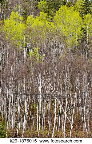 Stock Photography - A hillside with spruce, aspen and birch in early spring, Greater Sudbury Lively, Ontario, Canada. Fotosearch
