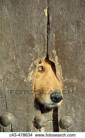 A hole in a wooden door of a farmhouse in the Alpujarras region is used by the housedogs as a look-out. Province of Granada, Andaluc? a, Spain. View Large Photo Image Picture - A hole in a wooden door of a farmhouse in the Alpujarras region is used by the housedogs as a look-out. Province of Granada, Andaluc? a, Spain.. Fotosearch