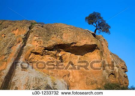 Stock Image - A holm oak Quercus ilex over La Pea, in Los Arribes del Duero Natural Park Salamanca, Castilla y Le? n Spain. Fotosearch