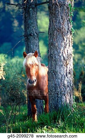 A horse in the forest, Navarra, Spain. View Large Photo Image Stock Photo - A horse in the forest, Navarra, Spain.. Fotosearch