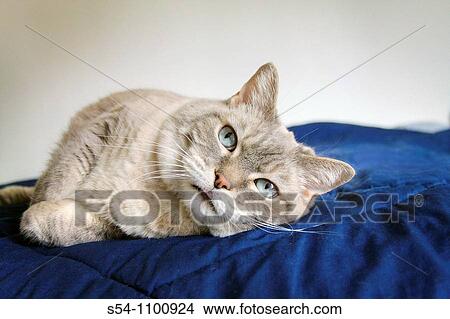 Picture - A housecat resting. Fotosearch