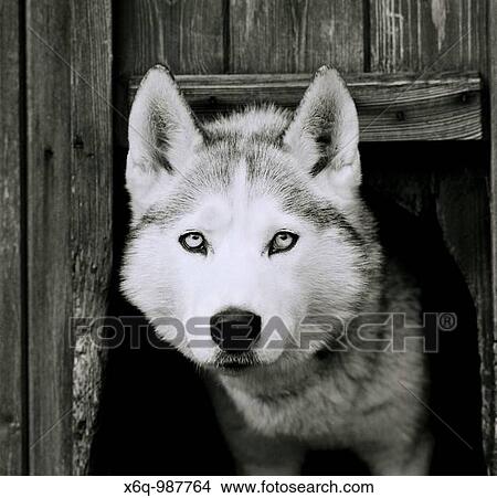 A Husky dog View Large Photo Image Picture - A Husky dog. Fotosearch