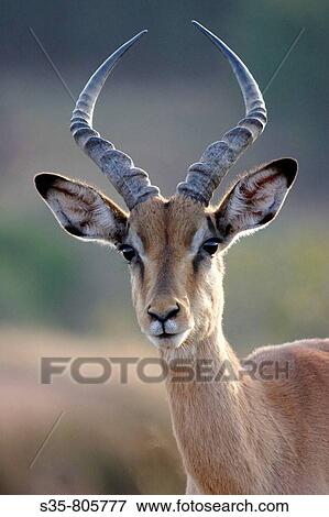 A Impala in Kruger National Park. Limpopo province, South Africa View Large Photo Image Stock Photo - A Impala in Kruger National Park. Limpopo province, South Africa. Fotosearch