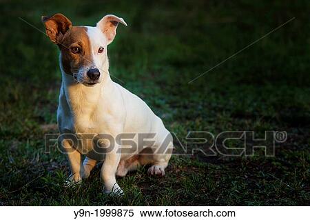 A Jack Russell posing nicely in afternoon light. View Large Photo Image Stock Photography - A Jack Russell posing nicely in afternoon light.. Fotosearch