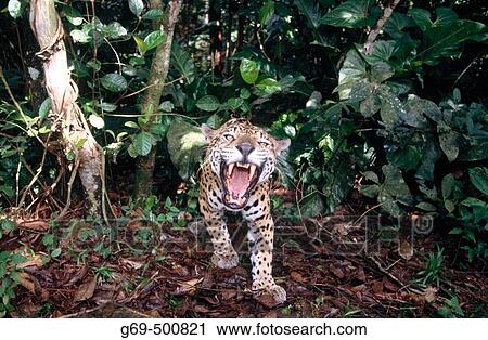 A jaguar (Felis onca) roaring in the forest. Captive. Belize. View Large Photo Image Stock Image - A jaguar (Felis onca) roaring in the forest. Captive. Belize.. Fotosearch