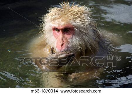 a Japanese macaque bathing in an hotspring in Jigokudani yaen-koen nagano prefecture chubu region japan View Large Photo Image Picture - a Japanese macaque bathing in an hotspring in Jigokudani yaen-koen nagano prefecture chubu region japan. Fotosearch