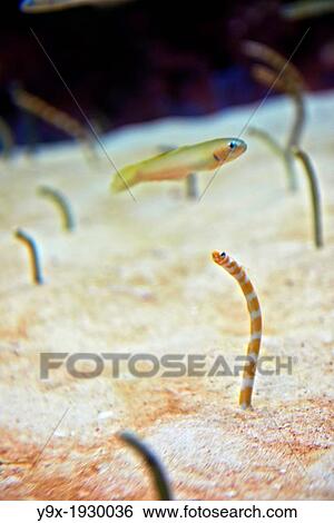 Stock Photograph - A jawfish peaks out of the sand at The Okinawa Churaumi Aquarium located within the Ocean Expo Commemorative National Government Park in Okinawa, Japan.. Fotosearch