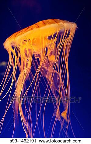 A Jelly fish (Chrysaora fuscescens) swimming in a tank at the Osaka Aquarium, Japan View Large Photo Image Stock Image - A Jelly fish (Chrysaora fuscescens) swimming in a tank at the Osaka Aquarium, Japan. Fotosearch